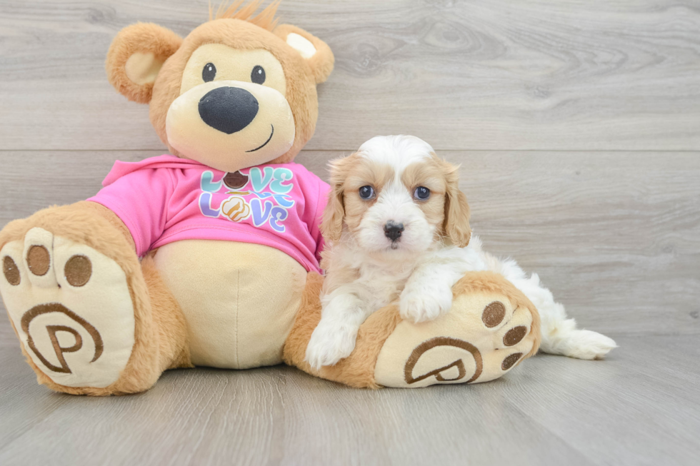 Cavachon Pup Being Cute