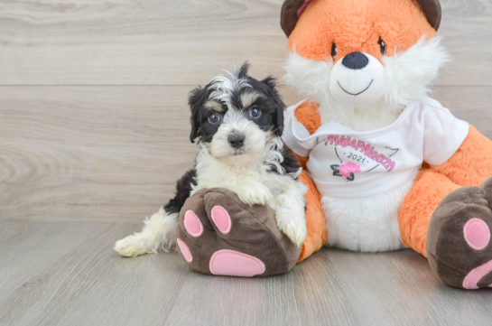 Adorable Cavalier Bichon Designer Puppy