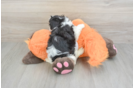 Friendly Cavachon Baby