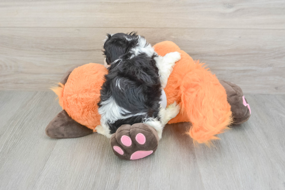 Friendly Cavachon Baby