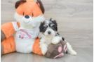 Cavachon Puppy for Adoption