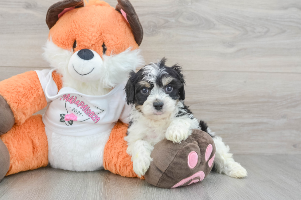 Cavachon Puppy for Adoption