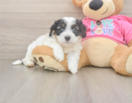 5 week old Cavachon Puppy For Sale - Premier Pups