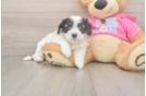 Cavachon Puppy for Adoption