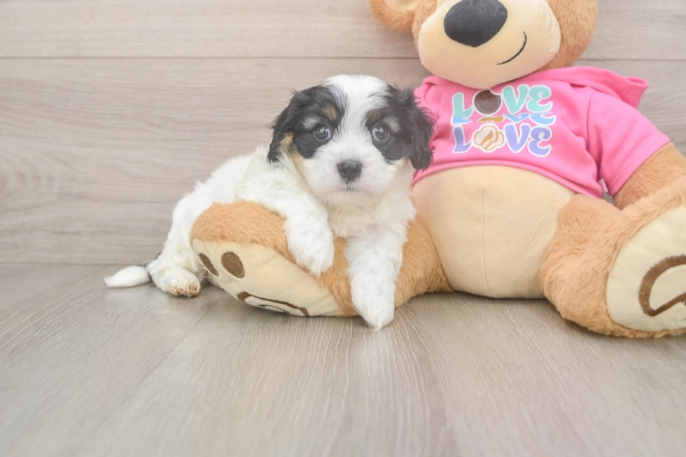 Cavachon Puppy for Adoption