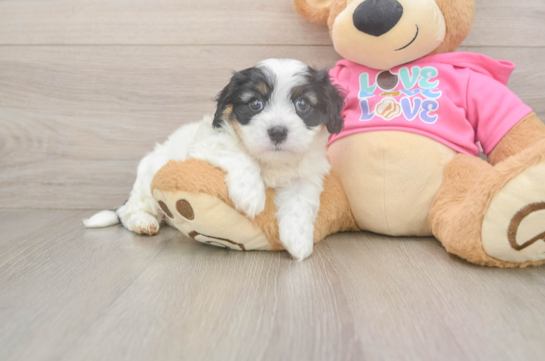 Cavachon Puppy for Adoption
