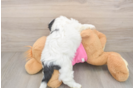 Little Cavalier Bichon Designer Puppy