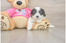 Best Cavachon Baby