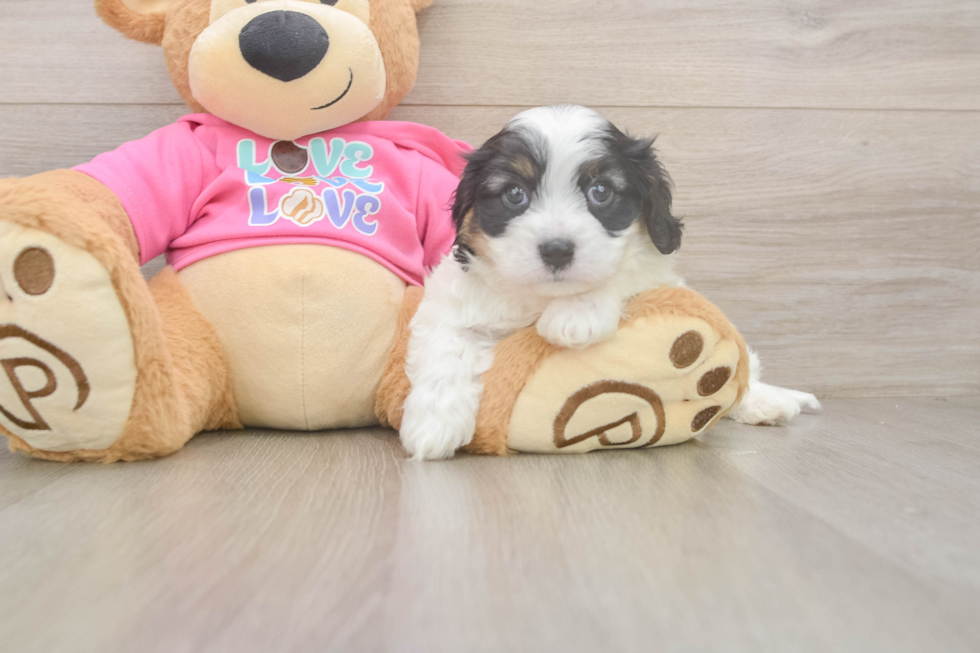 Best Cavachon Baby