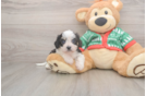 Cavachon Puppy for Adoption