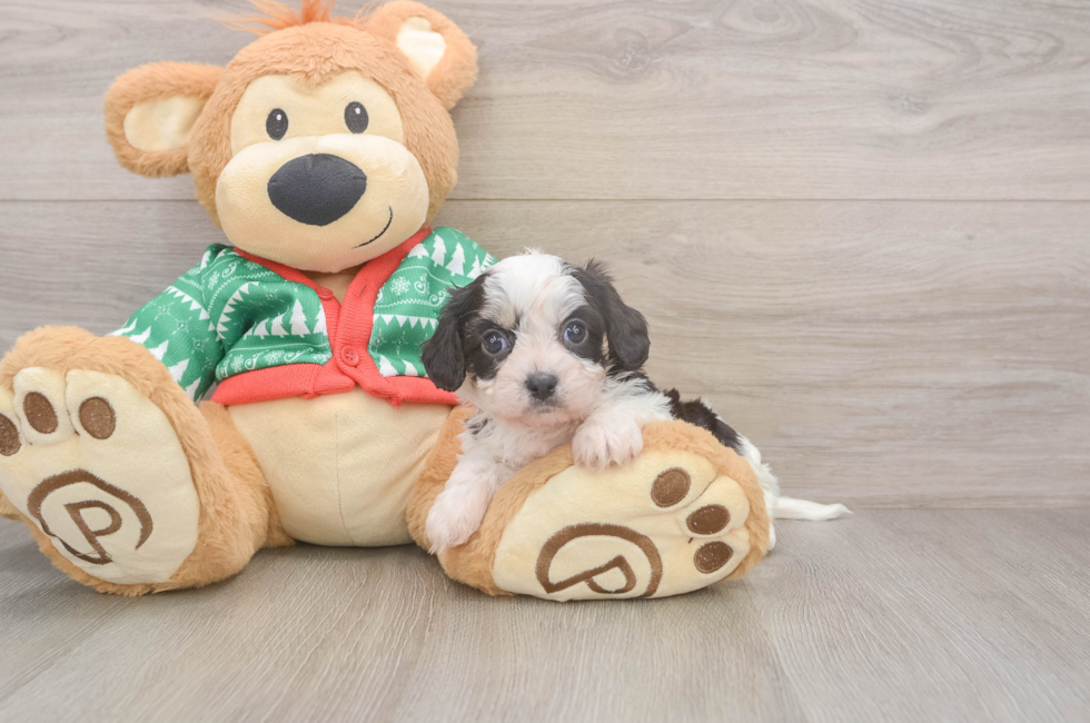 5 week old Cavachon Puppy For Sale - Premier Pups