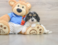 6 week old Cavachon Puppy For Sale - Premier Pups