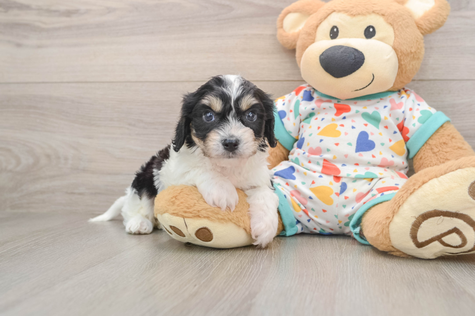 Energetic Cavalier Bichon Designer Puppy
