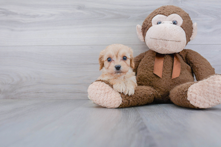 Smart Cavachon Designer Pup