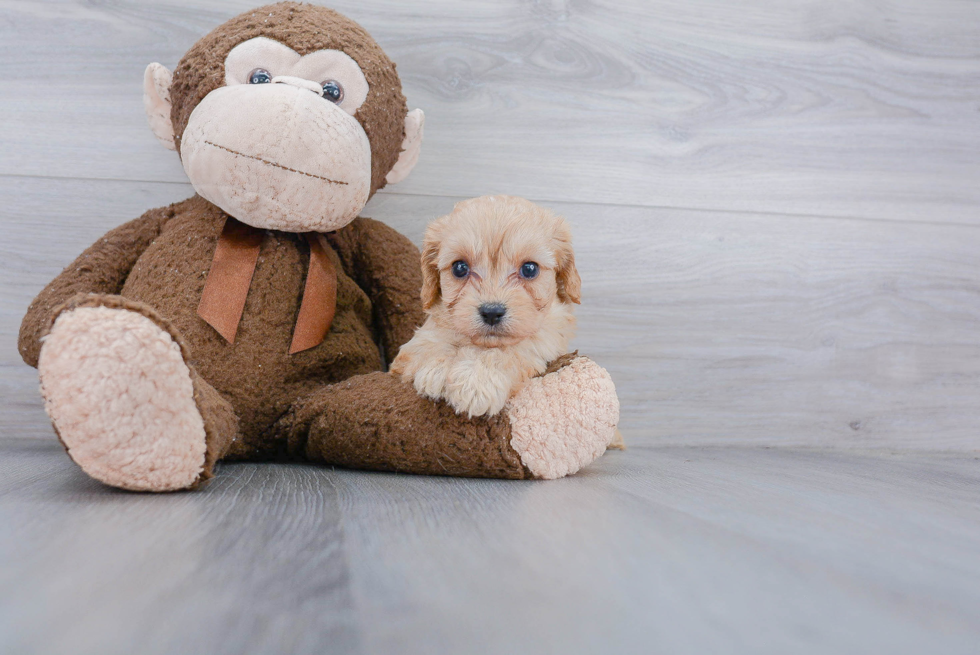 Funny Cavachon Designer Pup