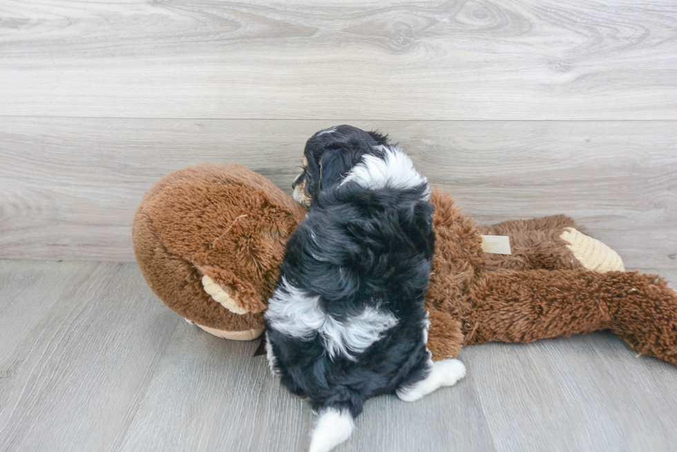 Cavachon Puppy for Adoption