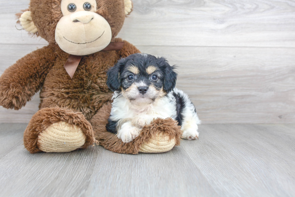 Best Cavachon Baby