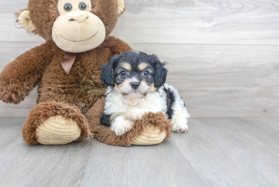 Best Cavachon Baby