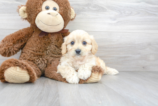 Adorable Cavalier Designer Puppy