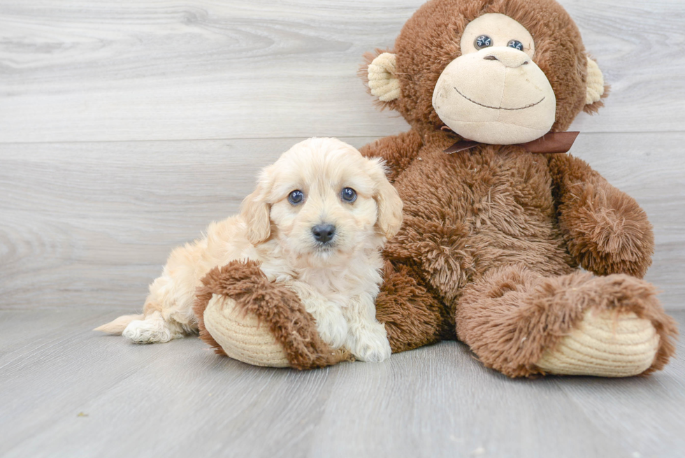 Best Cavachon Baby