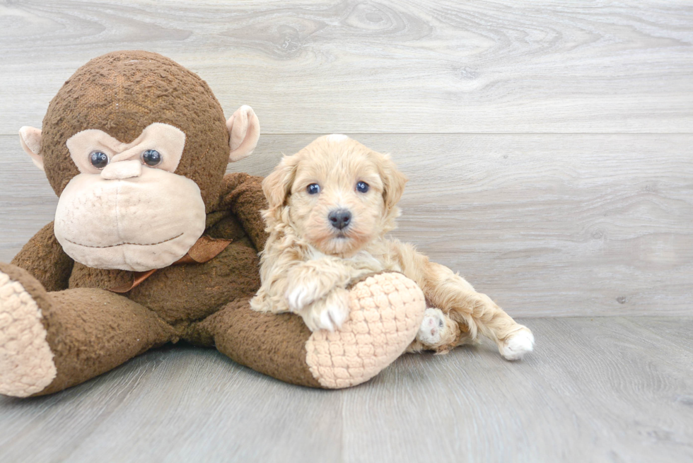 Cavachon Puppy for Adoption