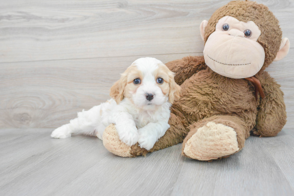 Best Cavachon Baby