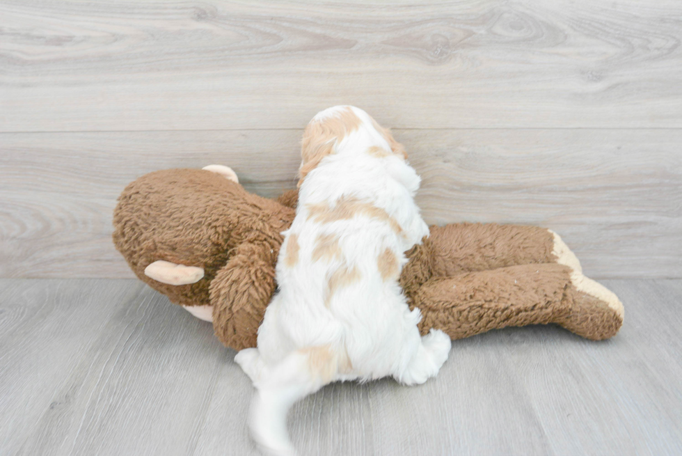 Cavachon Pup Being Cute