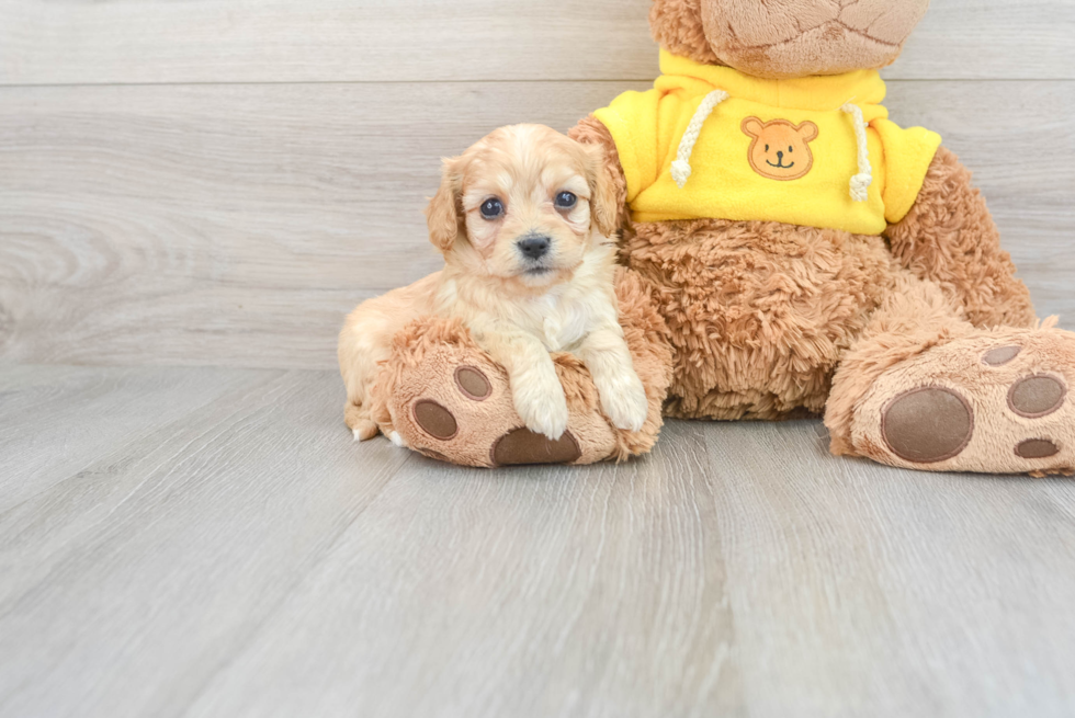 Cavachon Pup Being Cute