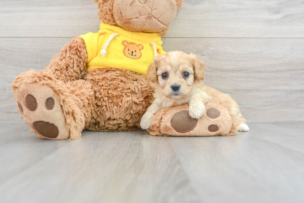 Sweet Cavachon Baby