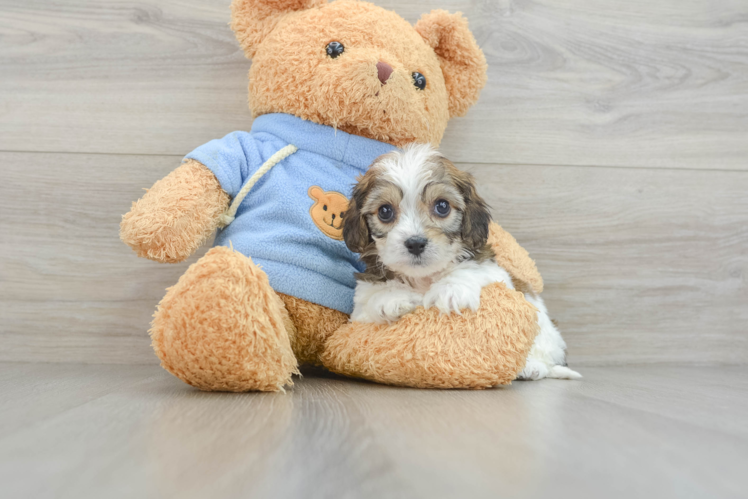 Fluffy Cavachon Designer Pup