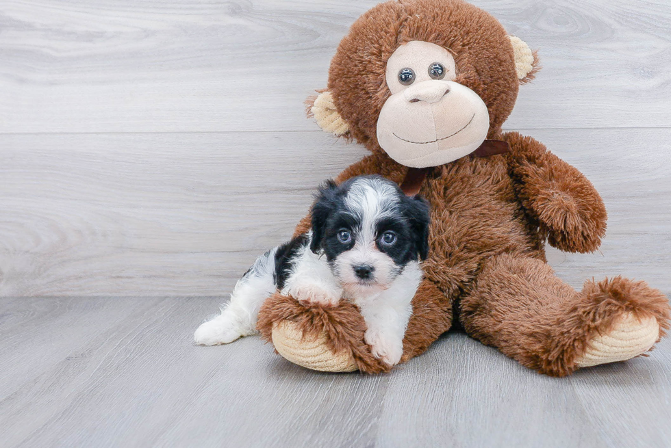 Popular Cavachon Designer Pup