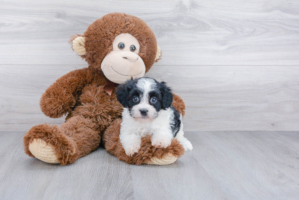 Cavachon Pup Being Cute