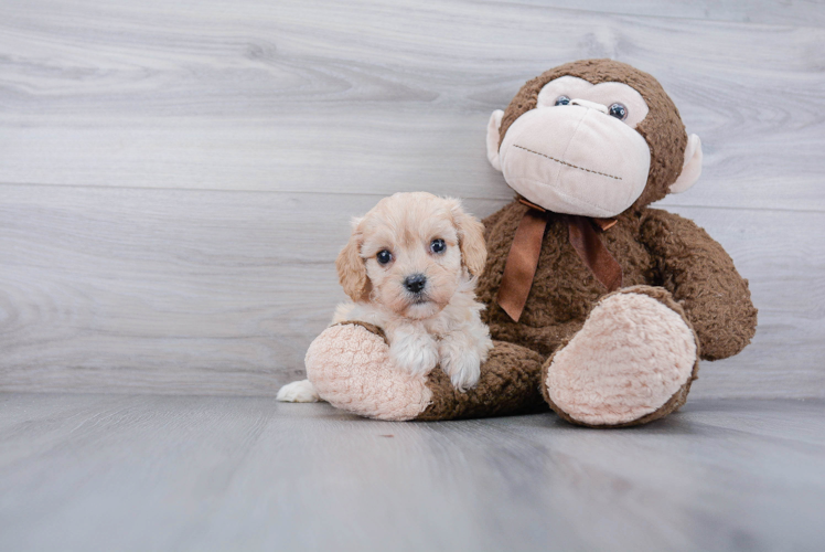 Cavachon Pup Being Cute