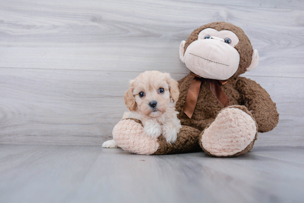 Cavachon Pup Being Cute