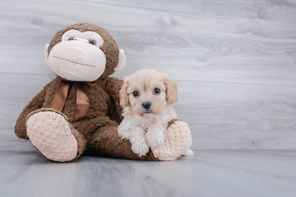 Cute Cavachon Baby