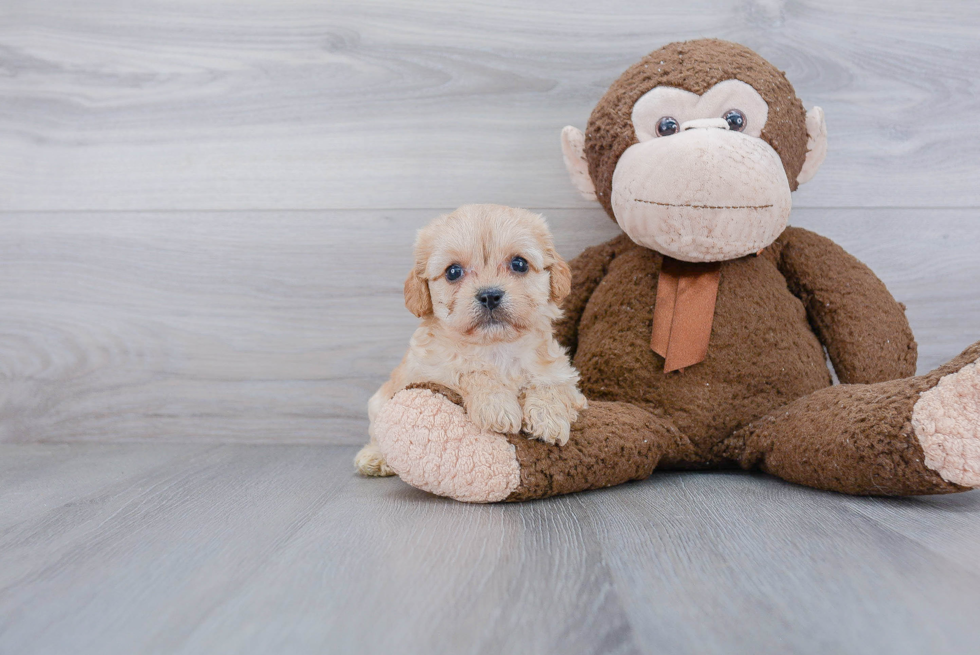 Sweet Cavachon Baby