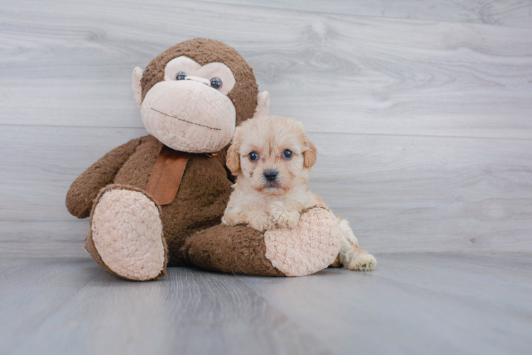 Petite Cavachon Designer Pup