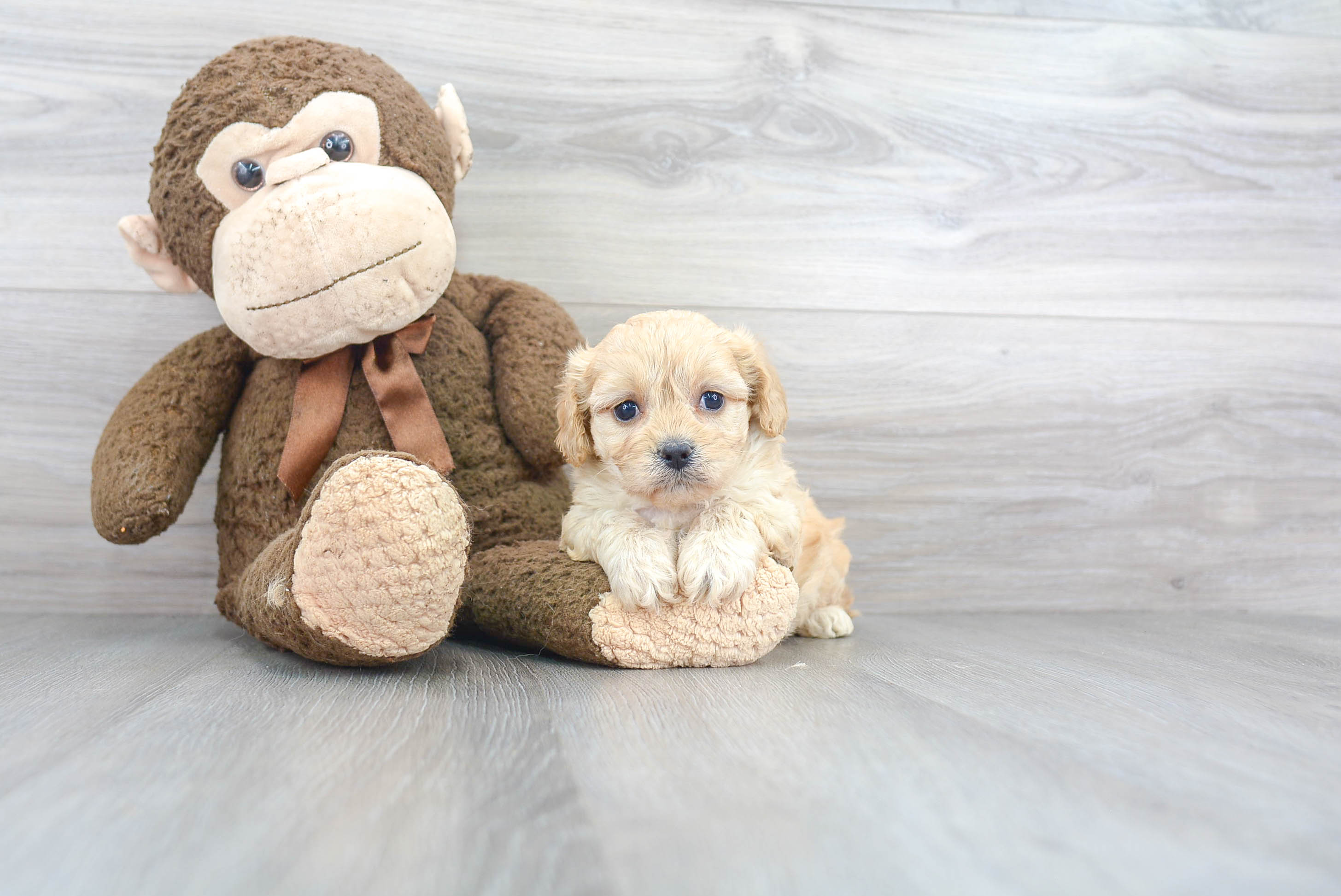 Fluffy Cavachon Designer Pup