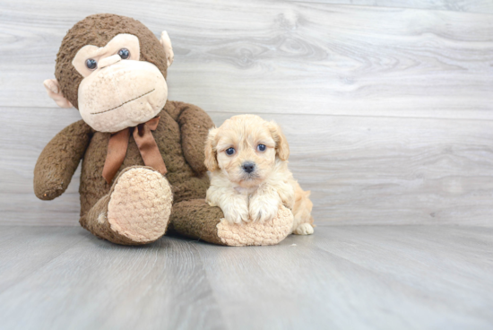 Fluffy Cavachon Designer Pup