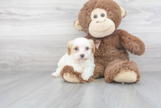 Friendly Cavachon Baby