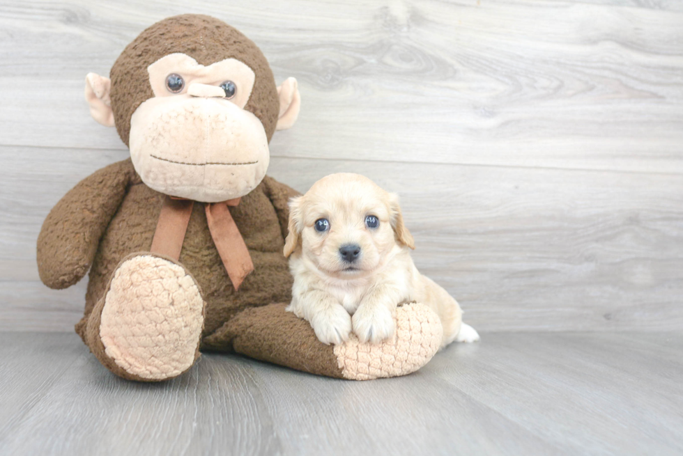 Popular Cavachon Designer Pup