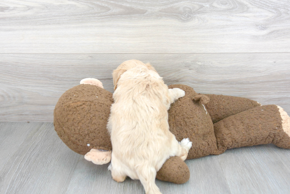 Cavachon Pup Being Cute