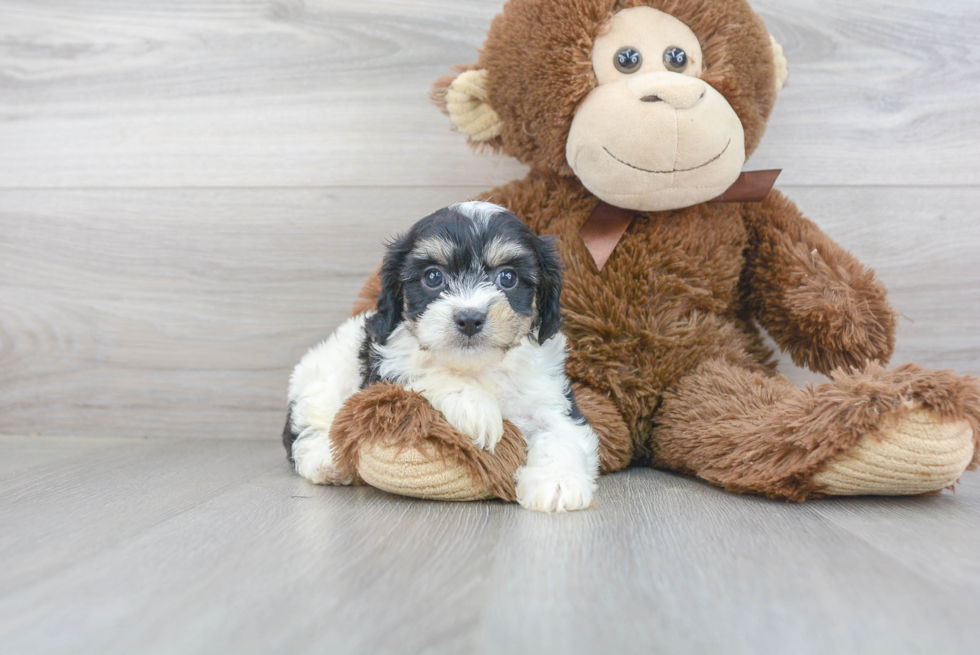 Cavachon Puppy for Adoption