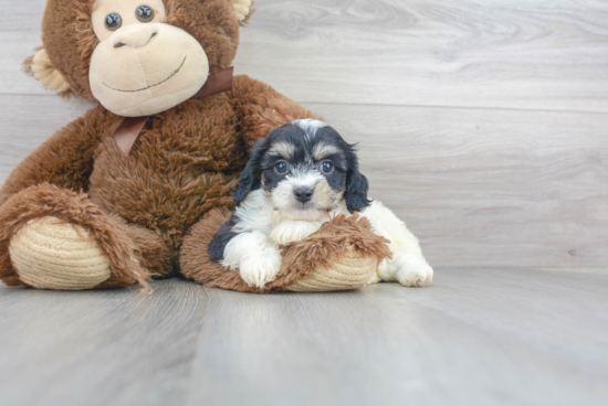 Best Cavachon Baby