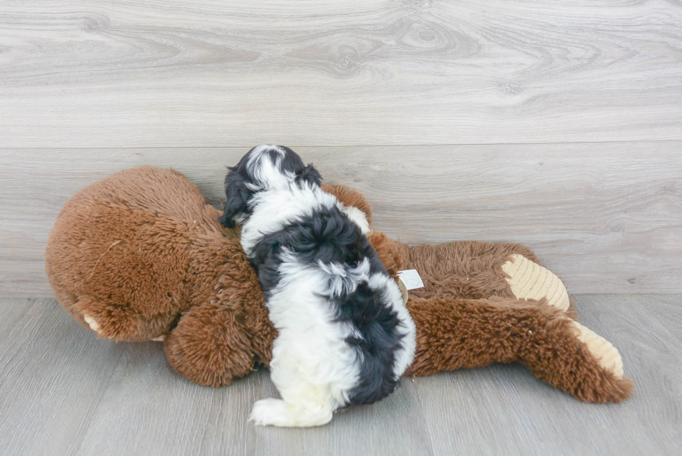 Best Cavachon Baby