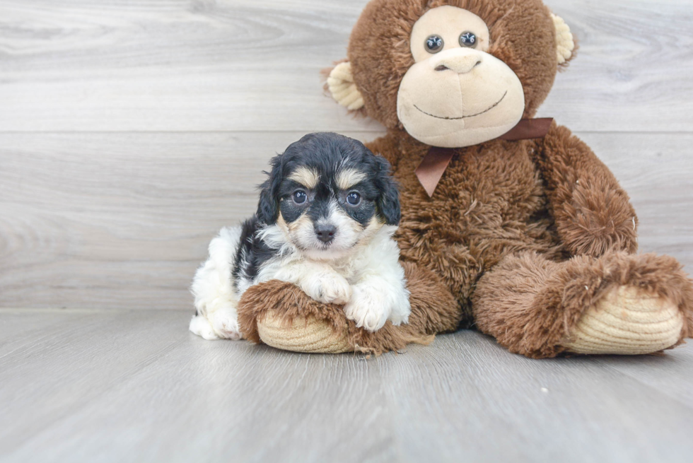 Best Cavachon Baby