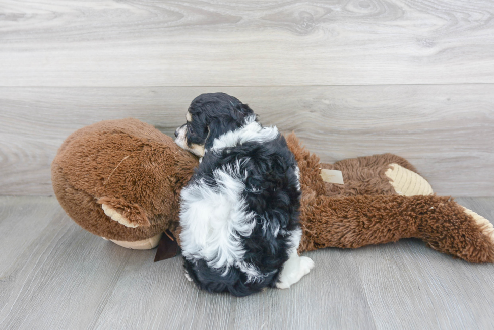 Cavachon Pup Being Cute