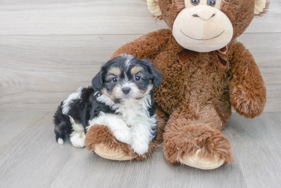 Funny Cavachon Designer Pup