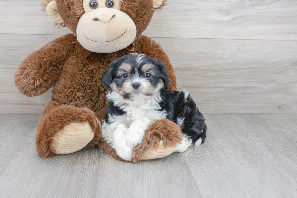 Smart Cavachon Designer Pup