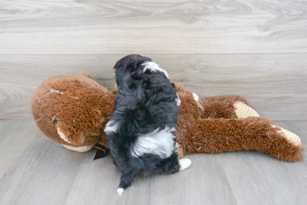 Cavachon Puppy for Adoption